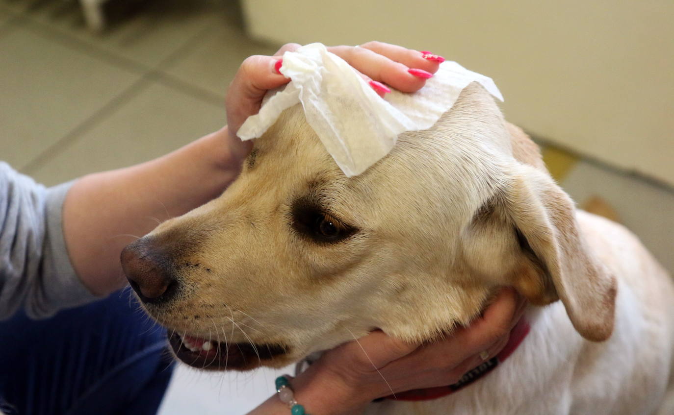 La Organización Mundial de la Salud (OMS) ha confirmado que los animales no transmiten el temido coronavirus y a día de hoy, tener un perro se ha convertido en la envidia del vecindario al poder salir a la calle a pasearlo. La crisis del Covid-19 deja imágenes tan curiosas como estas del mundo animal.