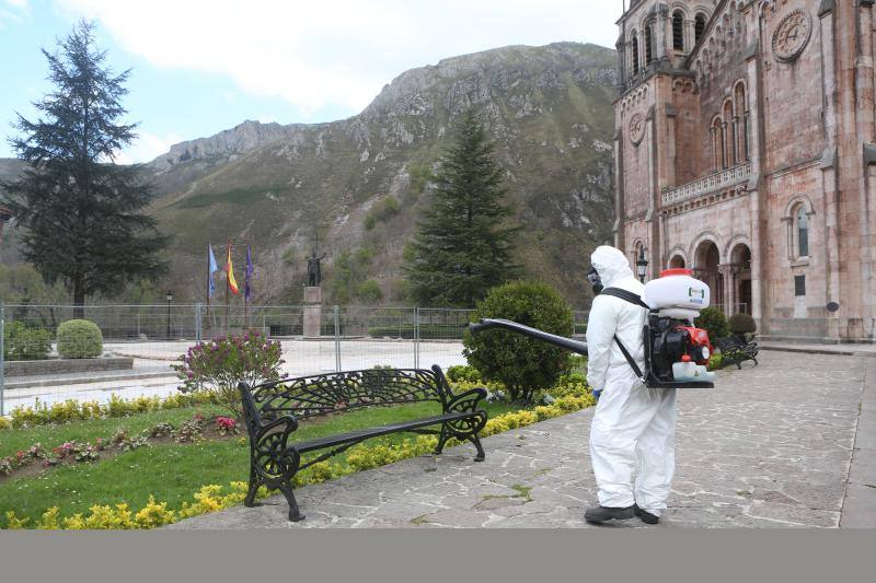 En la lucha contra el nuevo coronavirus no hay espacio que se libre de la lejía. Si en los últimos días se hizo habitual la imagen de personal enfundado en buzos de protección rociando con soluciones desinfectantes todo tipo de espacios, públicos y privados, ayer el escenario era el Santuario de Covadonga. Una estampa que pocos pudieron contemplar, pues el Real Sitio permanece prácticamente vacío, con la única excepción de los religiosos que allí residen y algunos trabajadores, desde la declaración del estado de alarma. Una estampa del todo inusual, más aún en esta época del año, que la presencia de un operario municipal pertrechado con un mono de protección, guantes, mascarilla y una mochila de fumigar hizo todavía más extraño.