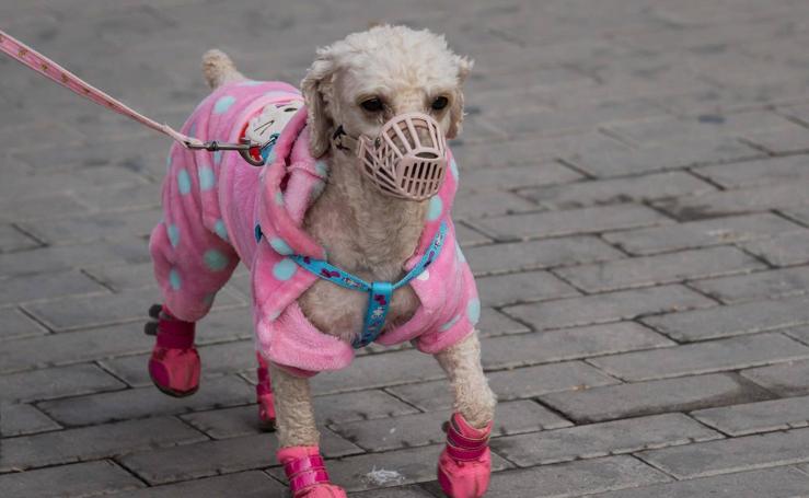 Los animales durante la crisis del coronavirus