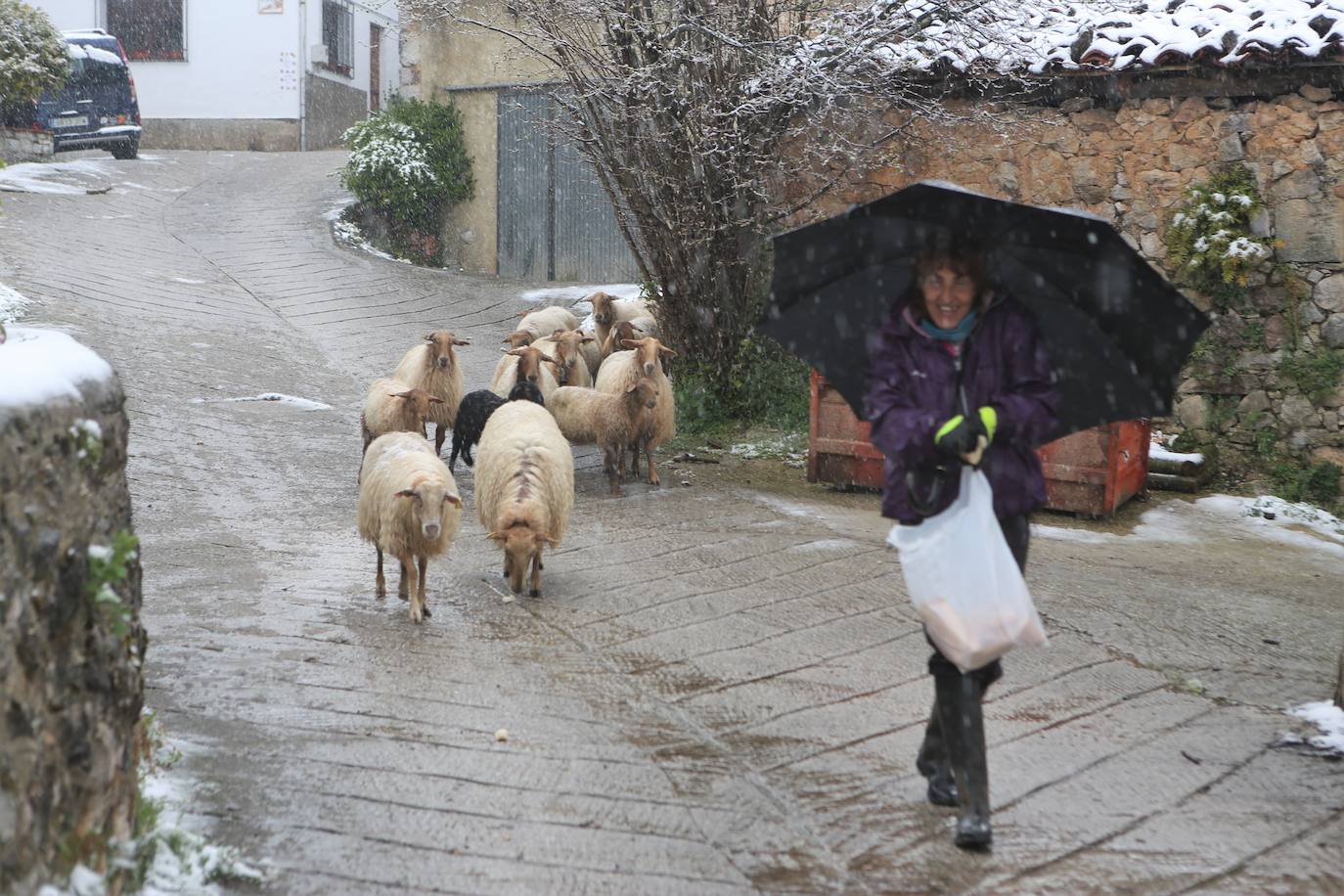 Marzo se despide dejando una imagen poco habitual durante la primavera. Parte del Principado de Asturias ha amanecido bajo un manto de nieve y la previsión meteorológica es que continúe nevando durante la jornada del martes. 