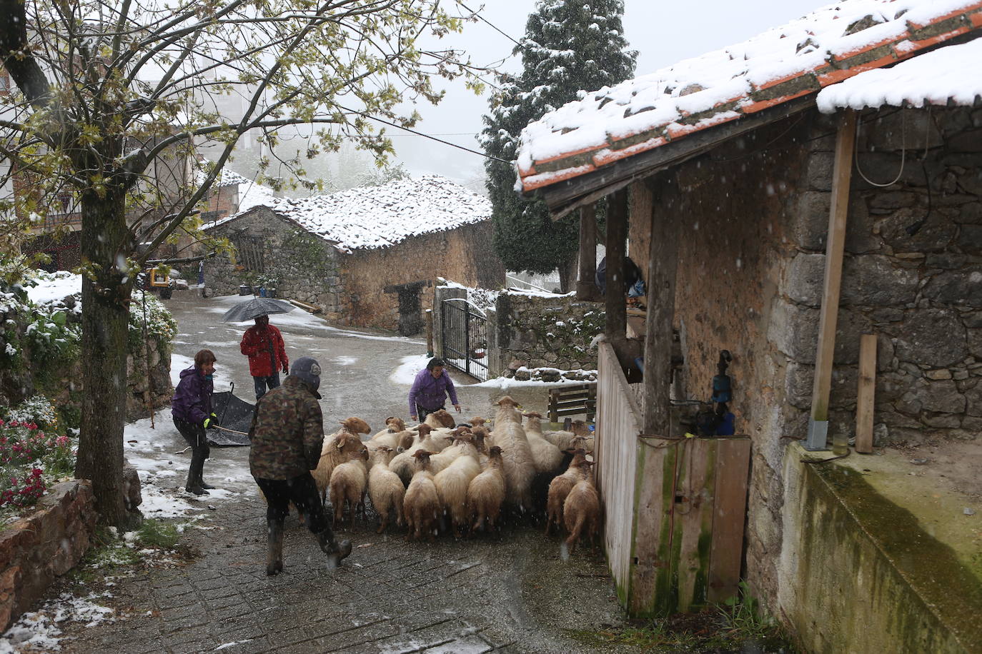 Marzo se despide dejando una imagen poco habitual durante la primavera. Parte del Principado de Asturias ha amanecido bajo un manto de nieve y la previsión meteorológica es que continúe nevando durante la jornada del martes. 