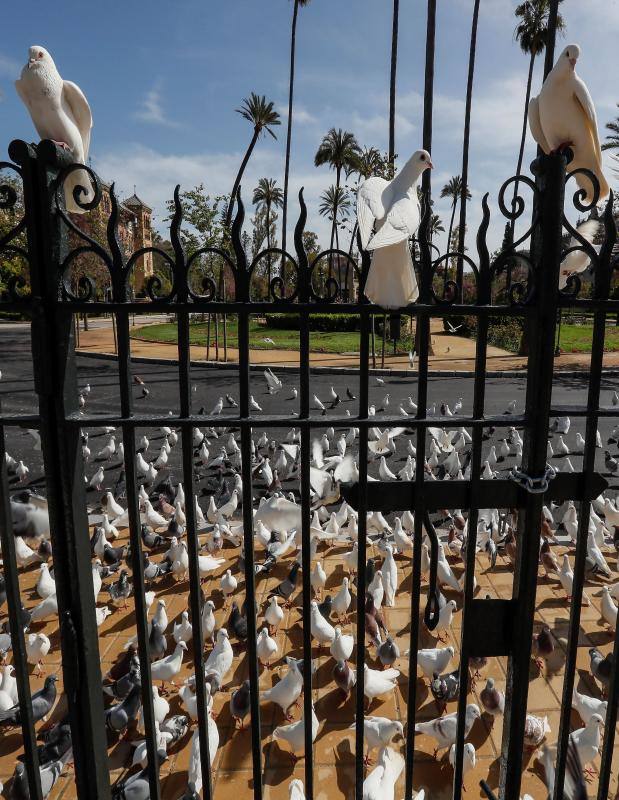 La fauna silvestre no entiende de confinamientos y se siente libre en unas ciudades vacías de seres humanos.