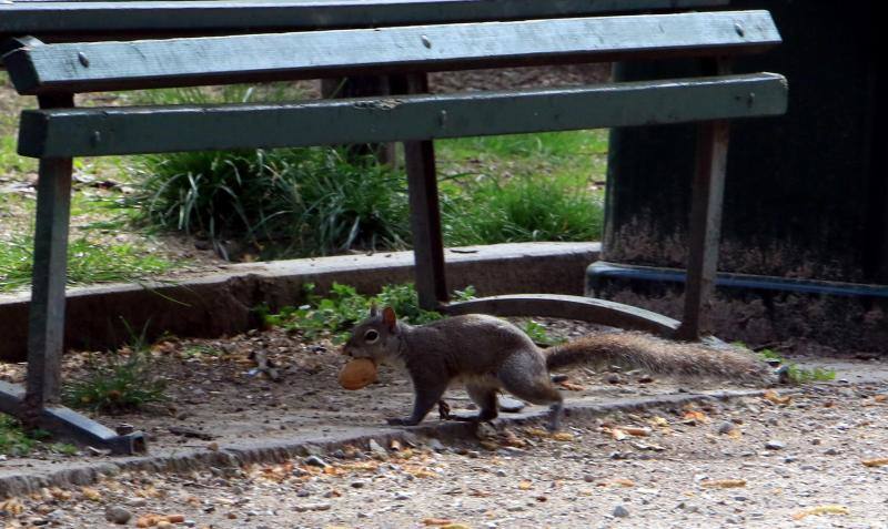 La fauna silvestre no entiende de confinamientos y se siente libre en unas ciudades vacías de seres humanos.