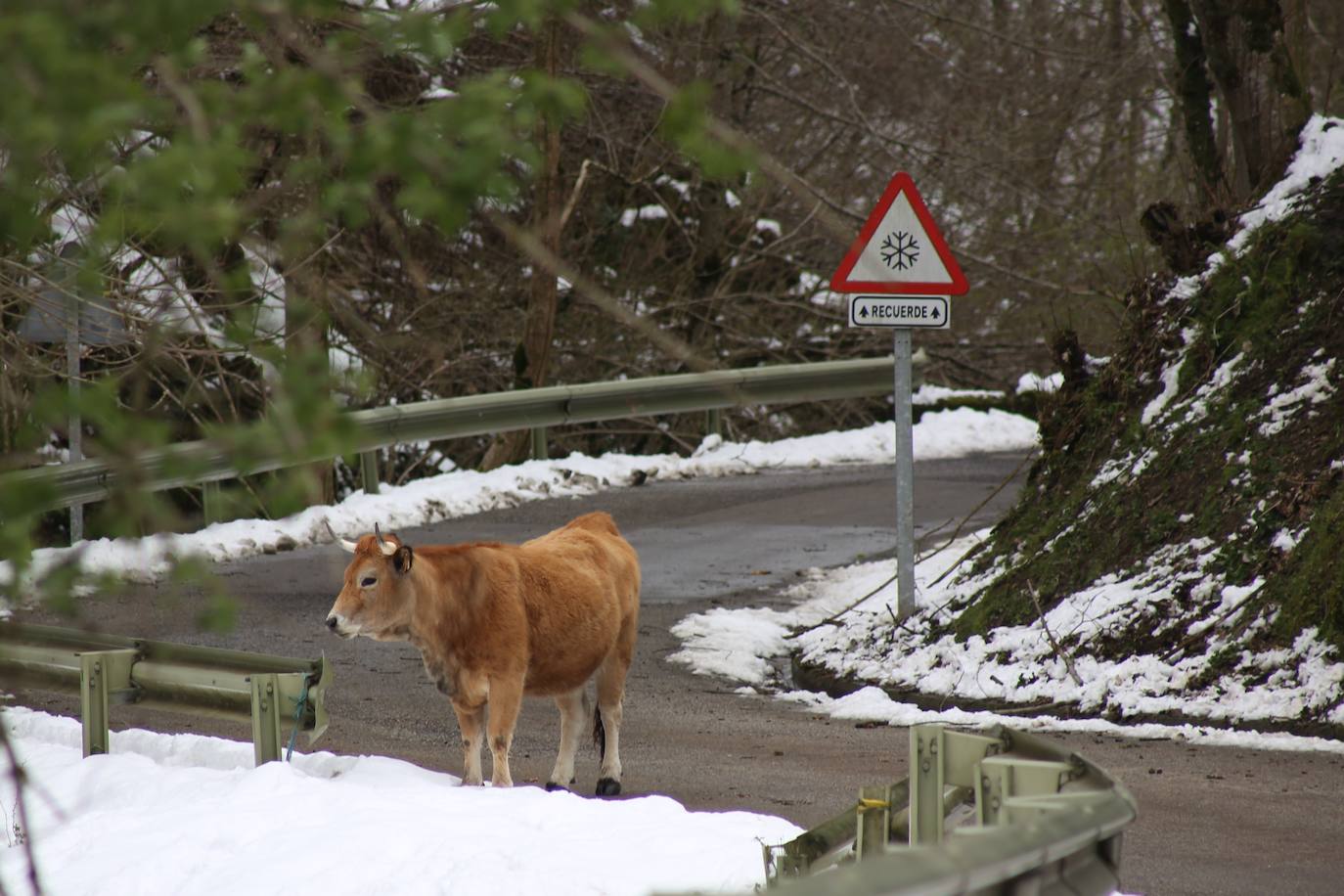 La recién estrenada primavera deja en la región una de esas nevadas que invitan a disfrutar del paisaje. Pese a que la mayoría de los asturianos la han vivido desde el confinamiento por el coronavirus, EL COMERCIO les invita a hacer un recorrido por las mejores estampas blancas de la región. 