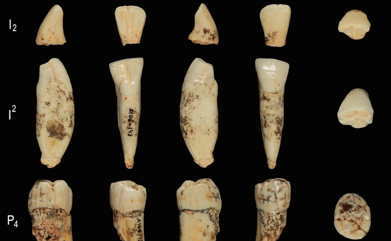 Dientes del Homo antecessor.