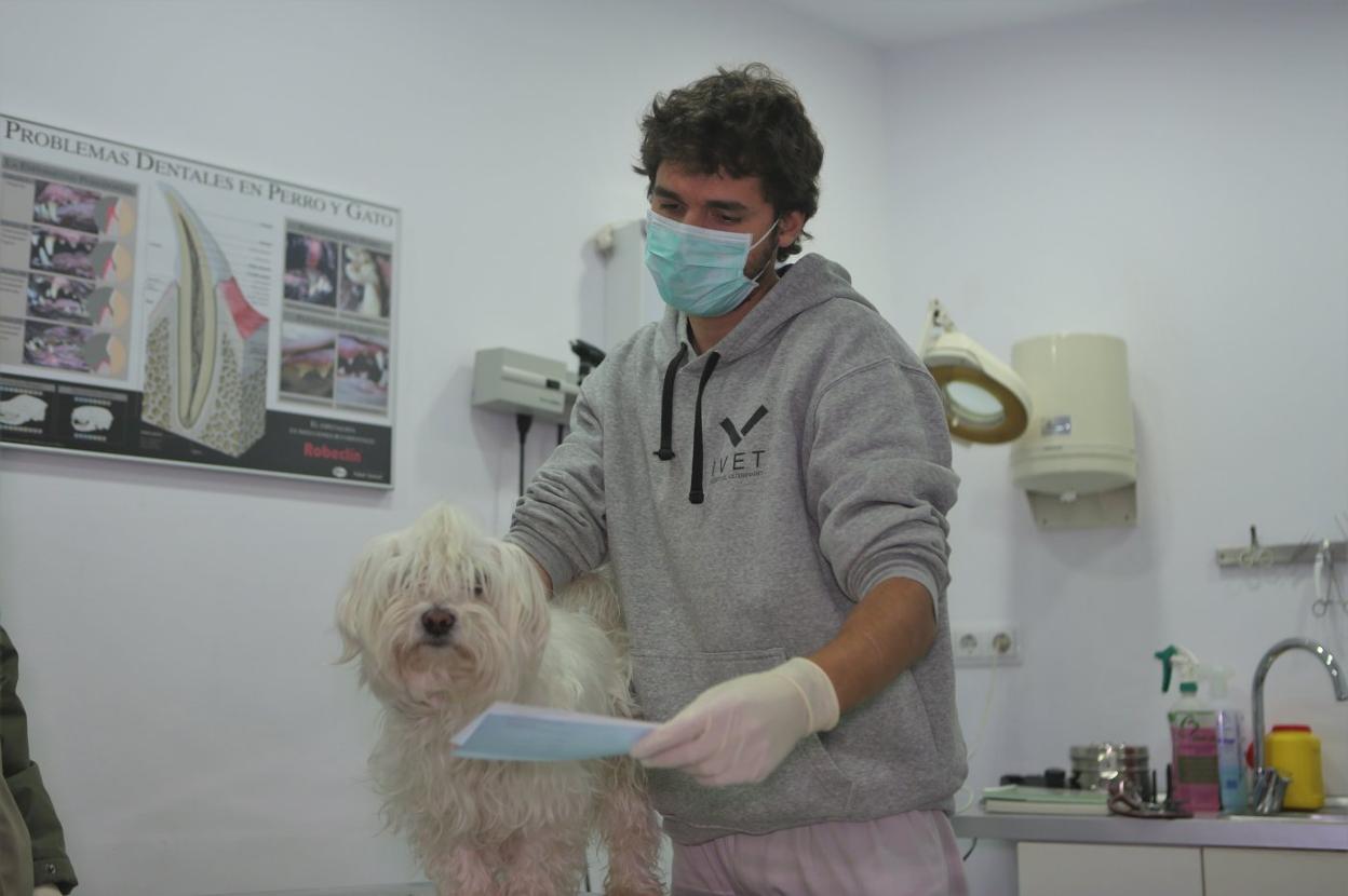 El veterinario Pablo Colunga trabaja en Ribadesella. 