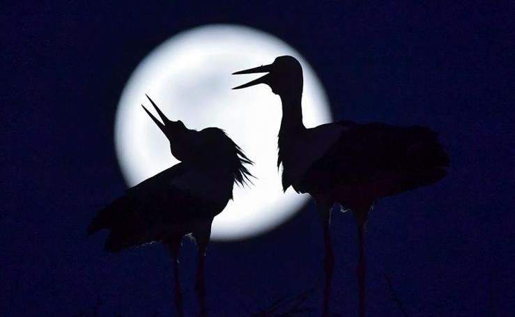 La Superluna Rosa ilumina el cielo