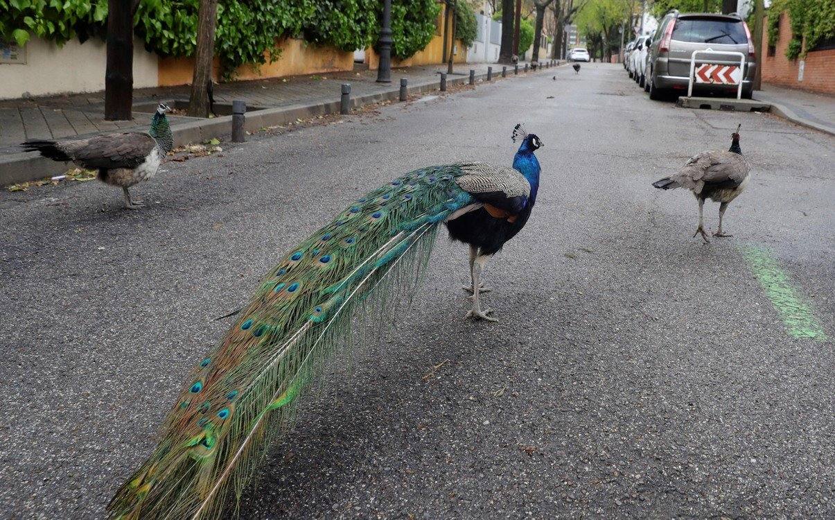 Los animales 'se saltan' la cuarentena y empiezan a tomar las ciudades de muchos países