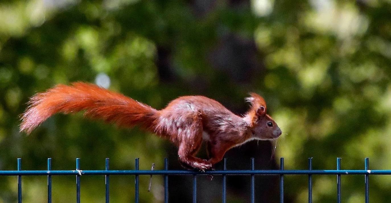 Los animales 'se saltan' la cuarentena y empiezan a tomar las ciudades de muchos países
