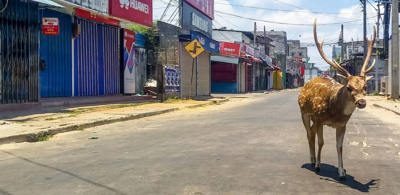 Los animales 'se saltan' la cuarentena y empiezan a tomar las ciudades de muchos países