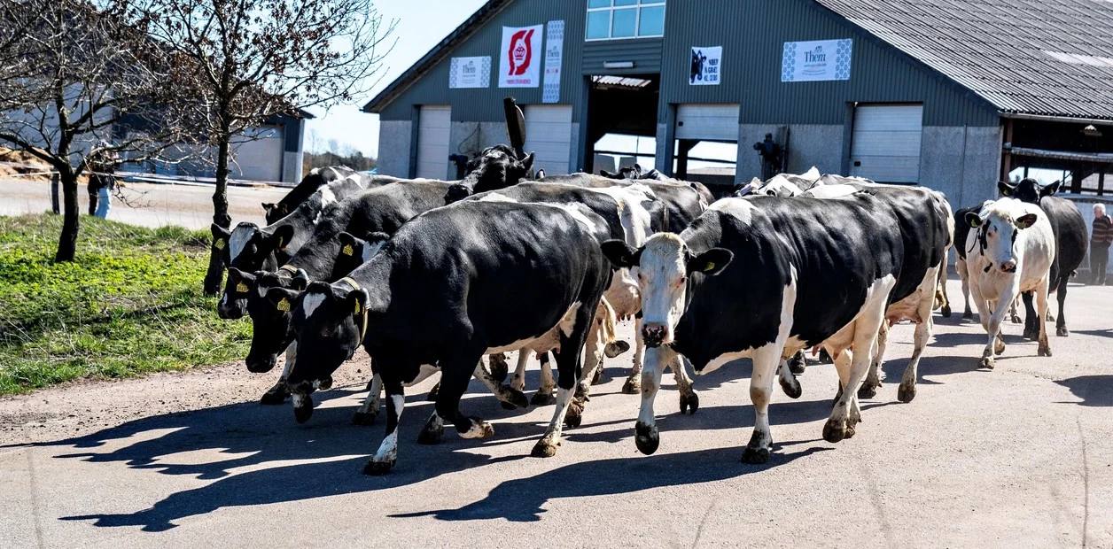 Los animales 'se saltan' la cuarentena y empiezan a tomar las ciudades de muchos países