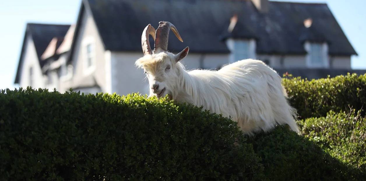 Los animales 'se saltan' la cuarentena y empiezan a tomar las ciudades de muchos países