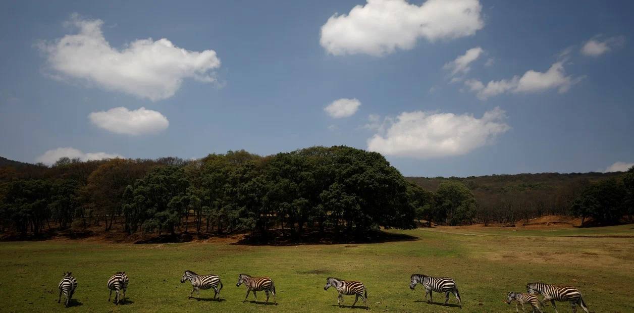 Los animales 'se saltan' la cuarentena y empiezan a tomar las ciudades de muchos países