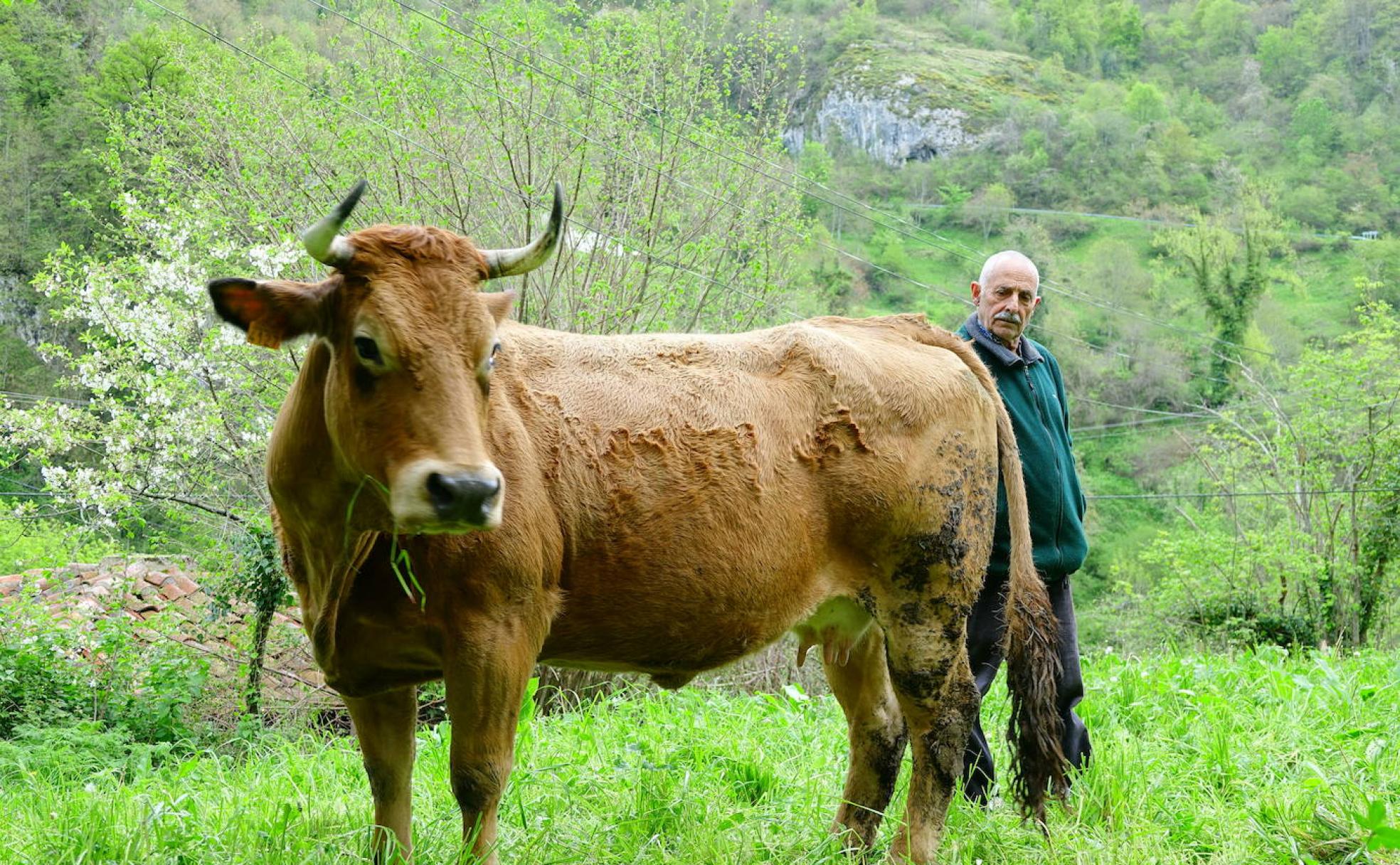 Agustín, pongueto, con una de sus vacas.