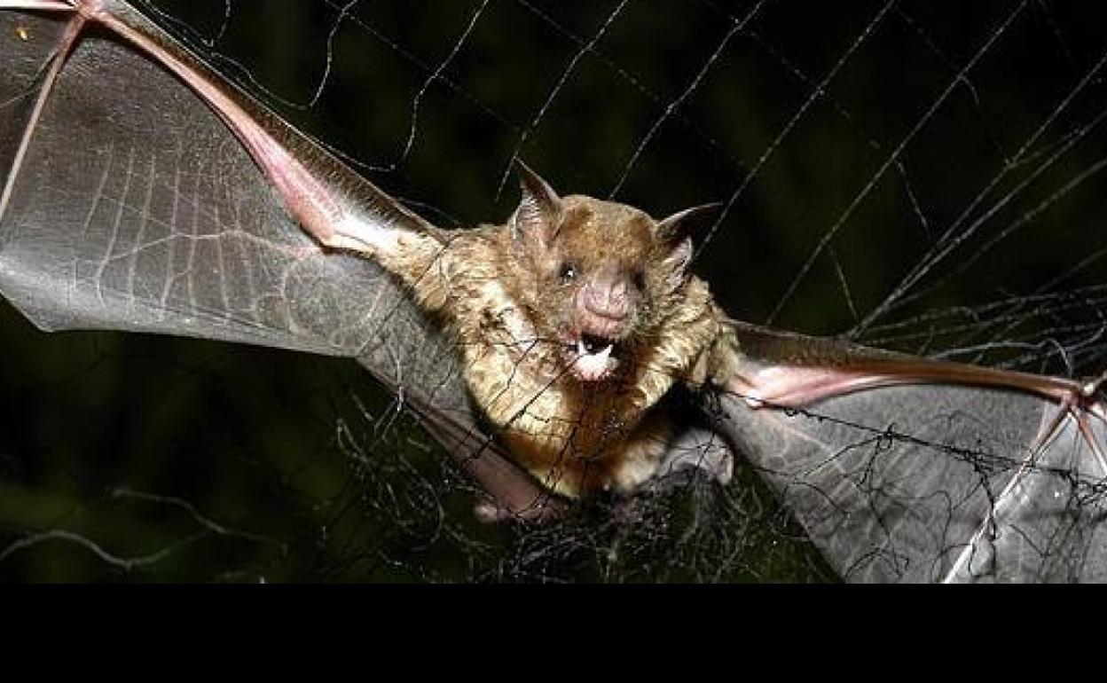 Coronavirus | Sanidad confirma que los murciélagos son el origen del virus