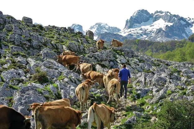 Un ganadero guía a sus vacas hacia los pastos desde la Vega de Enol, en la jornada inaugural de la temporada. 