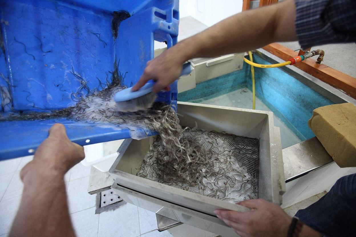 Angula en la rula de San Juan de la Arena antes de ser subastada. 