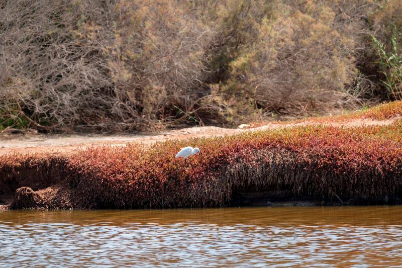 La ausencia de transeúntes por las dunas de Maspalomas como consecuencia del cofinamiento por el coronavirus permite una recuperación de procesos ecológicos en ese hábitat más rápida de lo habitual. Miguel Ángel Peña, director técnico del proyecto Masdunas, indica que la falta de actividad humana también ha favorecido que este ambicioso trabajo ofrezca resultados positivos a mayor velocidad de la esperada.