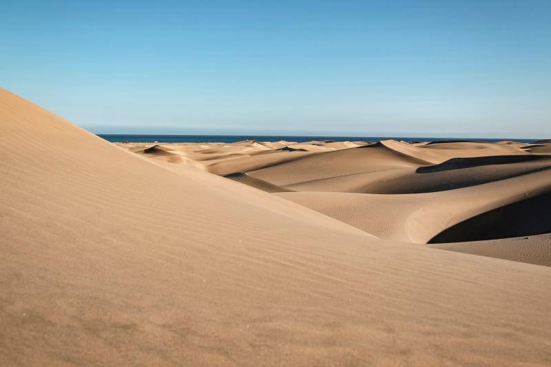 La ausencia de transeúntes por las dunas de Maspalomas como consecuencia del cofinamiento por el coronavirus permite una recuperación de procesos ecológicos en ese hábitat más rápida de lo habitual. Miguel Ángel Peña, director técnico del proyecto Masdunas, indica que la falta de actividad humana también ha favorecido que este ambicioso trabajo ofrezca resultados positivos a mayor velocidad de la esperada.