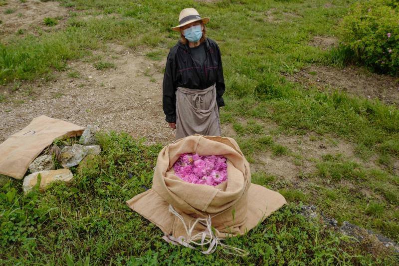 Se trata de la rosa 'Centifolia' cuyos cultivos en esta localidad francesa, son muy apreciados por grandes perfumistas por su calidad. Su recogida implica un proceso tan exhaustivo como delicado con el que se busca mantener las propiedades óptimas de las flores conservando así su intensa esencia. 