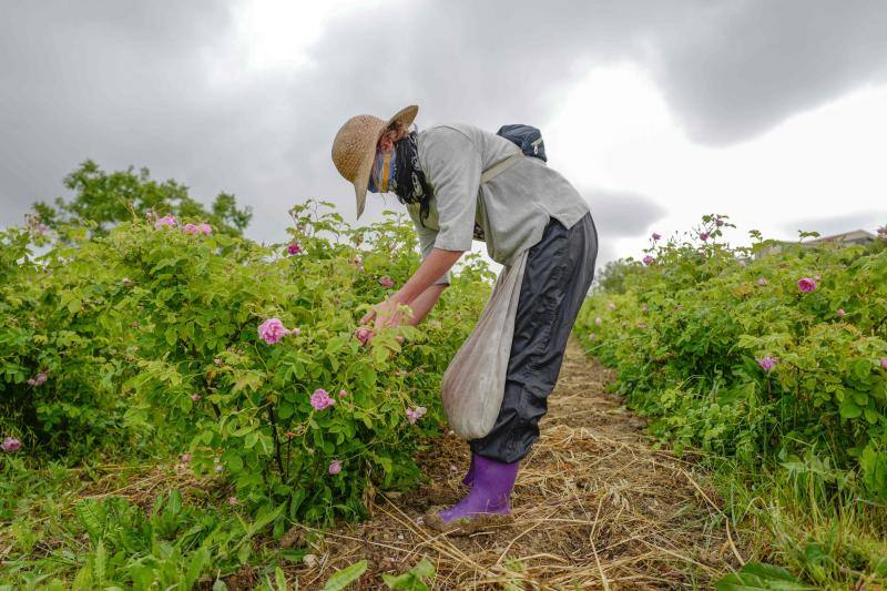 Se trata de la rosa 'Centifolia' cuyos cultivos en esta localidad francesa, son muy apreciados por grandes perfumistas por su calidad. Su recogida implica un proceso tan exhaustivo como delicado con el que se busca mantener las propiedades óptimas de las flores conservando así su intensa esencia. 