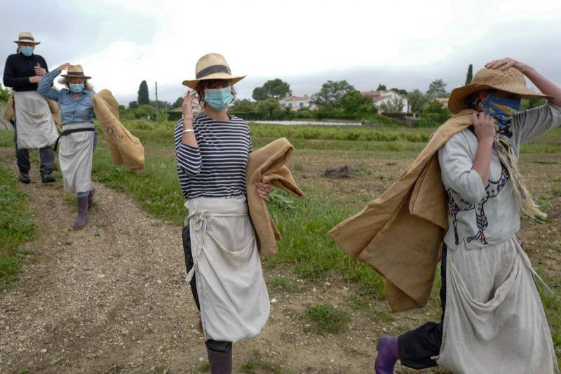 Se trata de la rosa 'Centifolia' cuyos cultivos en esta localidad francesa, son muy apreciados por grandes perfumistas por su calidad. Su recogida implica un proceso tan exhaustivo como delicado con el que se busca mantener las propiedades óptimas de las flores conservando así su intensa esencia. 