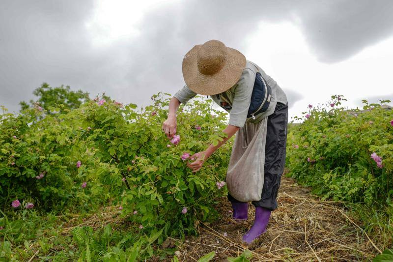 Se trata de la rosa 'Centifolia' cuyos cultivos en esta localidad francesa, son muy apreciados por grandes perfumistas por su calidad. Su recogida implica un proceso tan exhaustivo como delicado con el que se busca mantener las propiedades óptimas de las flores conservando así su intensa esencia. 