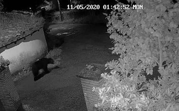 Un oso, de paseo nocturno por un pueblo de Cangas del Narcea