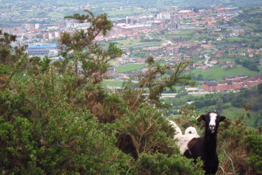 Cabras por el camino.