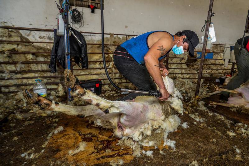 El miedo al coronavirus y las restricciones de viaje no han conseguido parar a Nicolás Olivera y otros 250 uruguayos que, contra todo pronóstico, parten este martes rumbo a España para esquilar a las miles de ovejas que les esperan para quitarse un «abrigo» que debería haber desaparecido en abril.