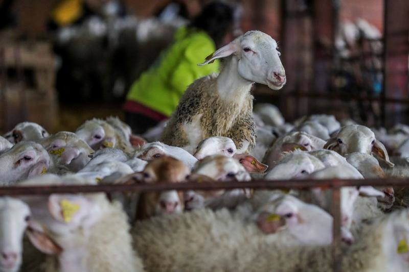 El miedo al coronavirus y las restricciones de viaje no han conseguido parar a Nicolás Olivera y otros 250 uruguayos que, contra todo pronóstico, parten este martes rumbo a España para esquilar a las miles de ovejas que les esperan para quitarse un «abrigo» que debería haber desaparecido en abril.