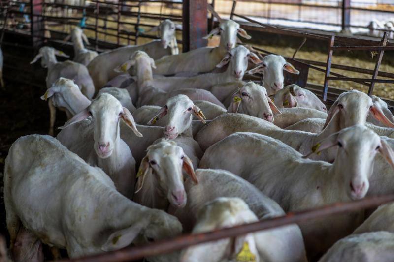 El miedo al coronavirus y las restricciones de viaje no han conseguido parar a Nicolás Olivera y otros 250 uruguayos que, contra todo pronóstico, parten este martes rumbo a España para esquilar a las miles de ovejas que les esperan para quitarse un «abrigo» que debería haber desaparecido en abril.