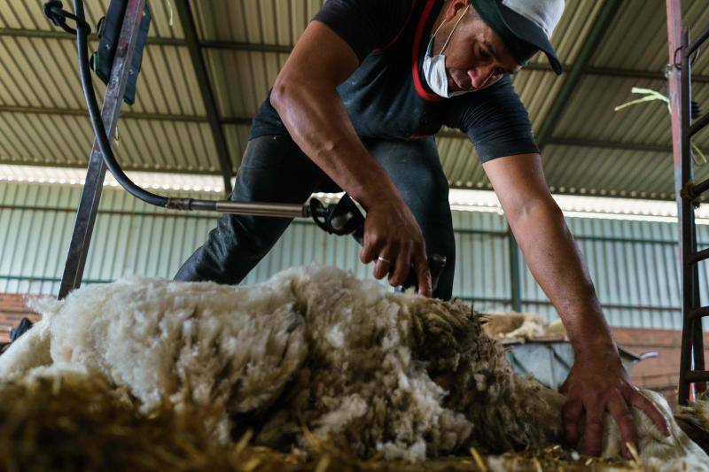 La pandemia del coronavirus no ha conseguido frenar a los 258 esquiladores de ovejas uruguayos que llegaron a España en avión esta semana. Los esquiladores tuvieron que someterse a varios chequeos en Uruguay y antes de comenzar a trabajar en España, donde permanecerán hasta el 20 de julio. En las imágenes, varios uruguayos esquilan las ovejas de una granja de Villabraz, en la provincia de León. 