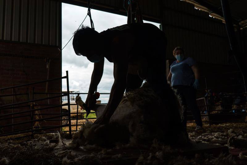 La pandemia del coronavirus no ha conseguido frenar a los 258 esquiladores de ovejas uruguayos que llegaron a España en avión esta semana. Los esquiladores tuvieron que someterse a varios chequeos en Uruguay y antes de comenzar a trabajar en España, donde permanecerán hasta el 20 de julio. En las imágenes, varios uruguayos esquilan las ovejas de una granja de Villabraz, en la provincia de León. 