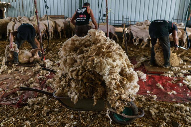 La pandemia del coronavirus no ha conseguido frenar a los 258 esquiladores de ovejas uruguayos que llegaron a España en avión esta semana. Los esquiladores tuvieron que someterse a varios chequeos en Uruguay y antes de comenzar a trabajar en España, donde permanecerán hasta el 20 de julio. En las imágenes, varios uruguayos esquilan las ovejas de una granja de Villabraz, en la provincia de León. 