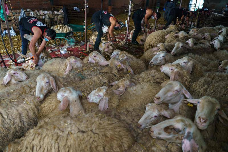 La pandemia del coronavirus no ha conseguido frenar a los 258 esquiladores de ovejas uruguayos que llegaron a España en avión esta semana. Los esquiladores tuvieron que someterse a varios chequeos en Uruguay y antes de comenzar a trabajar en España, donde permanecerán hasta el 20 de julio. En las imágenes, varios uruguayos esquilan las ovejas de una granja de Villabraz, en la provincia de León. 