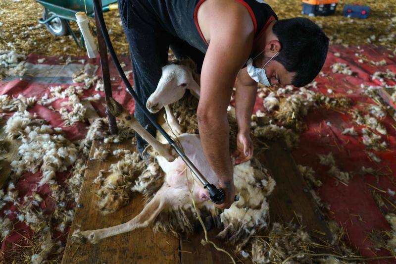 La pandemia del coronavirus no ha conseguido frenar a los 258 esquiladores de ovejas uruguayos que llegaron a España en avión esta semana. Los esquiladores tuvieron que someterse a varios chequeos en Uruguay y antes de comenzar a trabajar en España, donde permanecerán hasta el 20 de julio. En las imágenes, varios uruguayos esquilan las ovejas de una granja de Villabraz, en la provincia de León. 