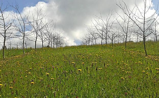 Una pumarada con flores.