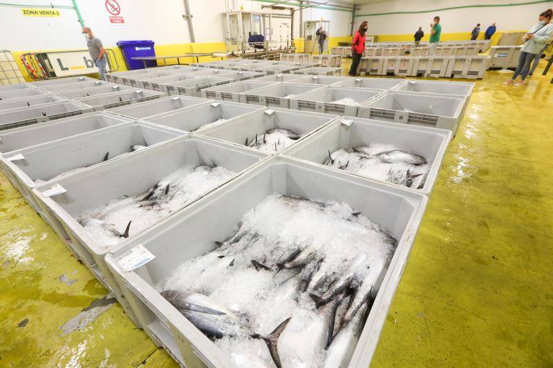 El primer bonito del norte de la temporada ha alcanzado hoy precio de récord, 350,60 euros en la rula de Avilés. En esta primera subasta se han vendido los 18.000 kilos capturados por el 'Esmeralda Tercero', el 'Berriz Amatxo' y el 'Goinkale', cuyos patrones se mostraban muy satisfechos tras la subasta