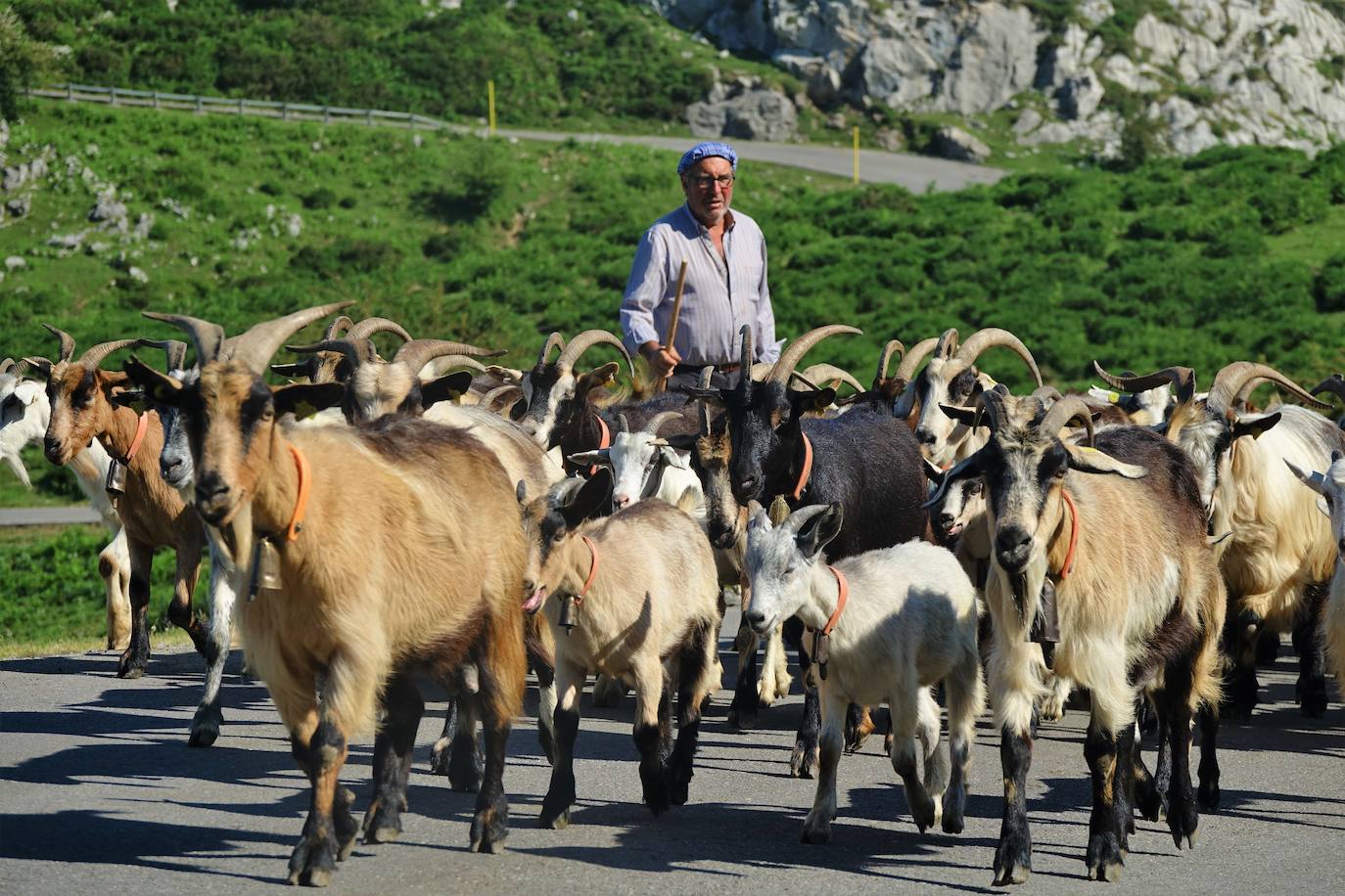 El 1 de junio es la fecha que cada año se toma como referencia en la apertura de pastos para el ganado menor