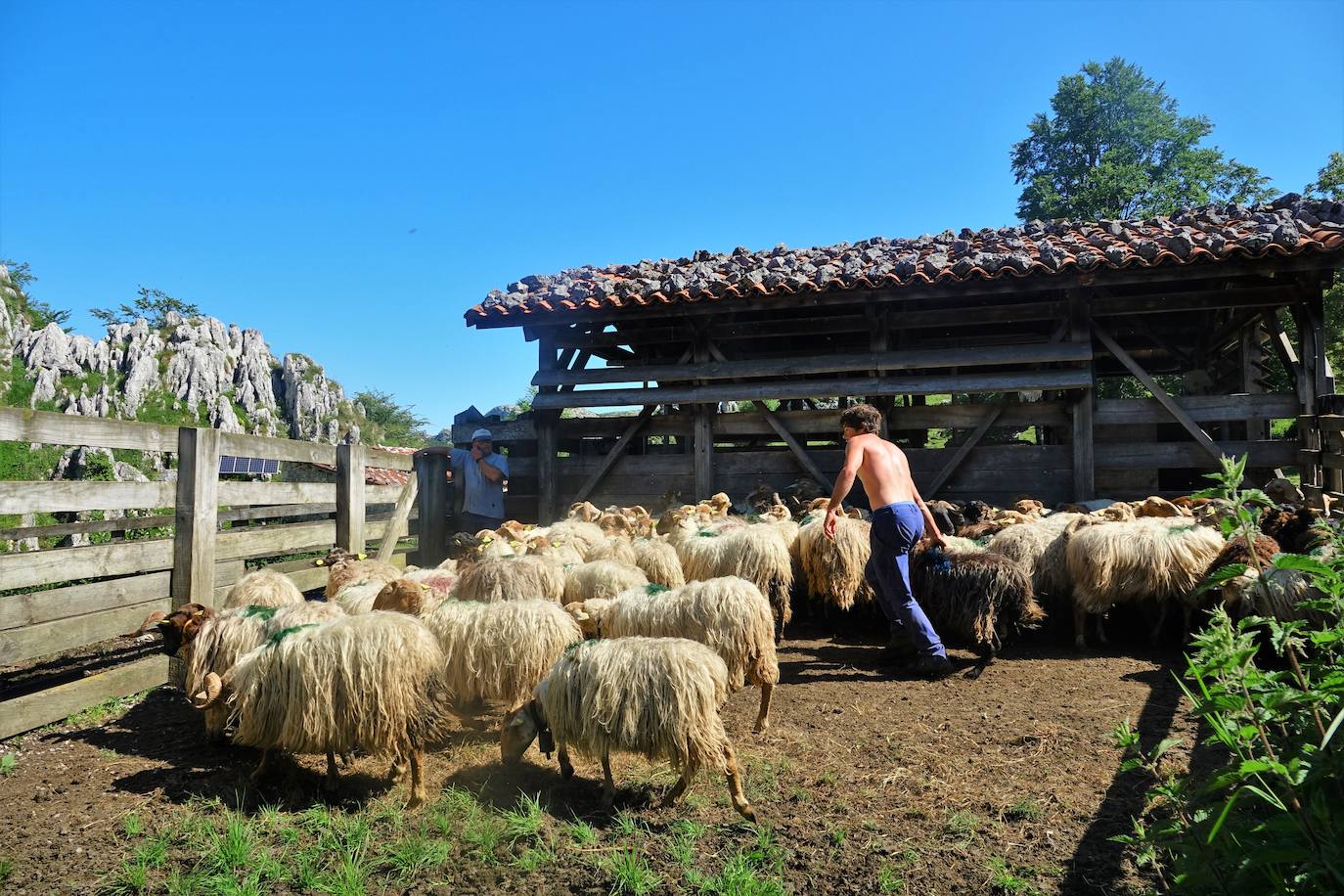El 1 de junio es la fecha que cada año se toma como referencia en la apertura de pastos para el ganado menor