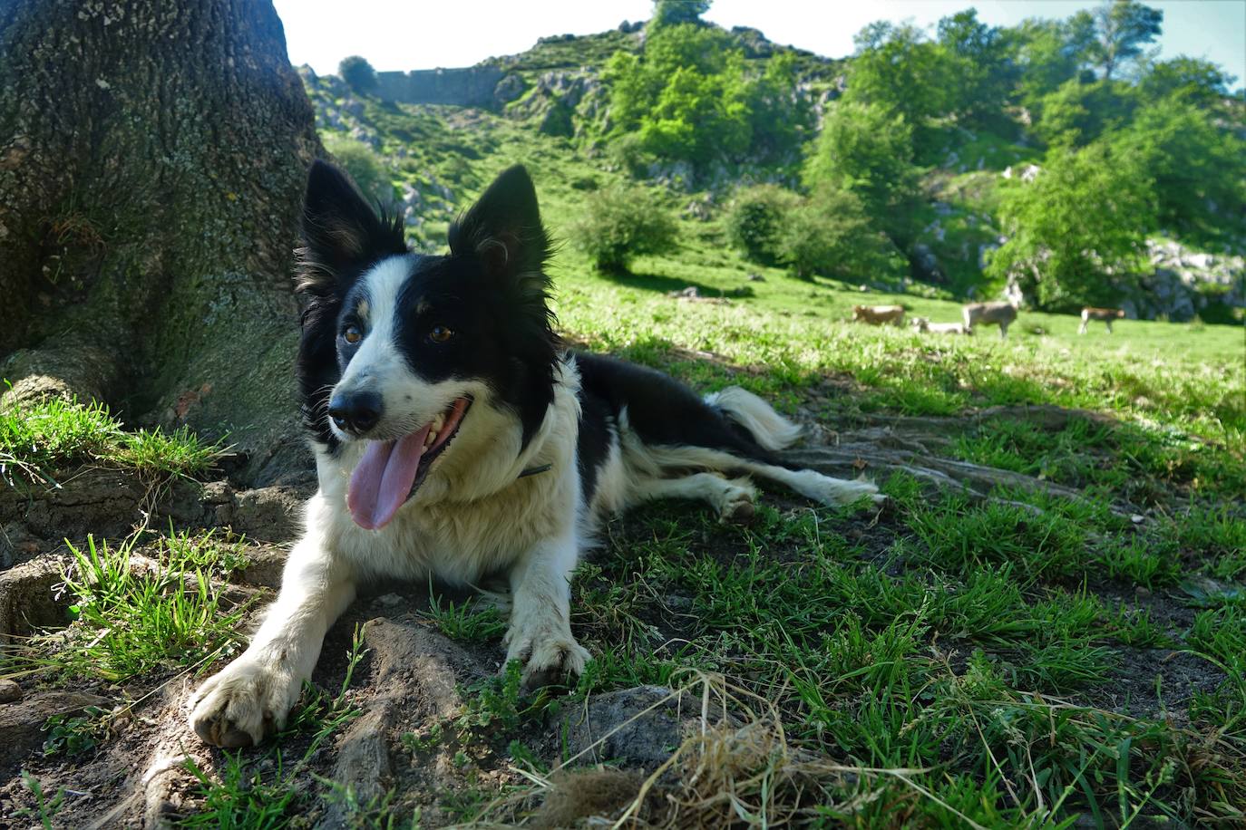 El 1 de junio es la fecha que cada año se toma como referencia en la apertura de pastos para el ganado menor