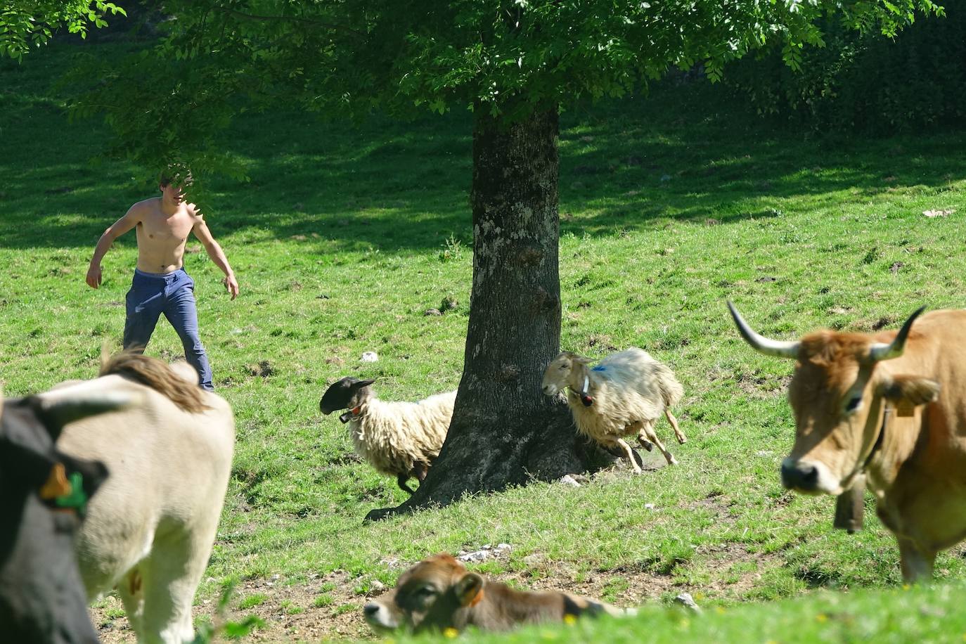 El 1 de junio es la fecha que cada año se toma como referencia en la apertura de pastos para el ganado menor