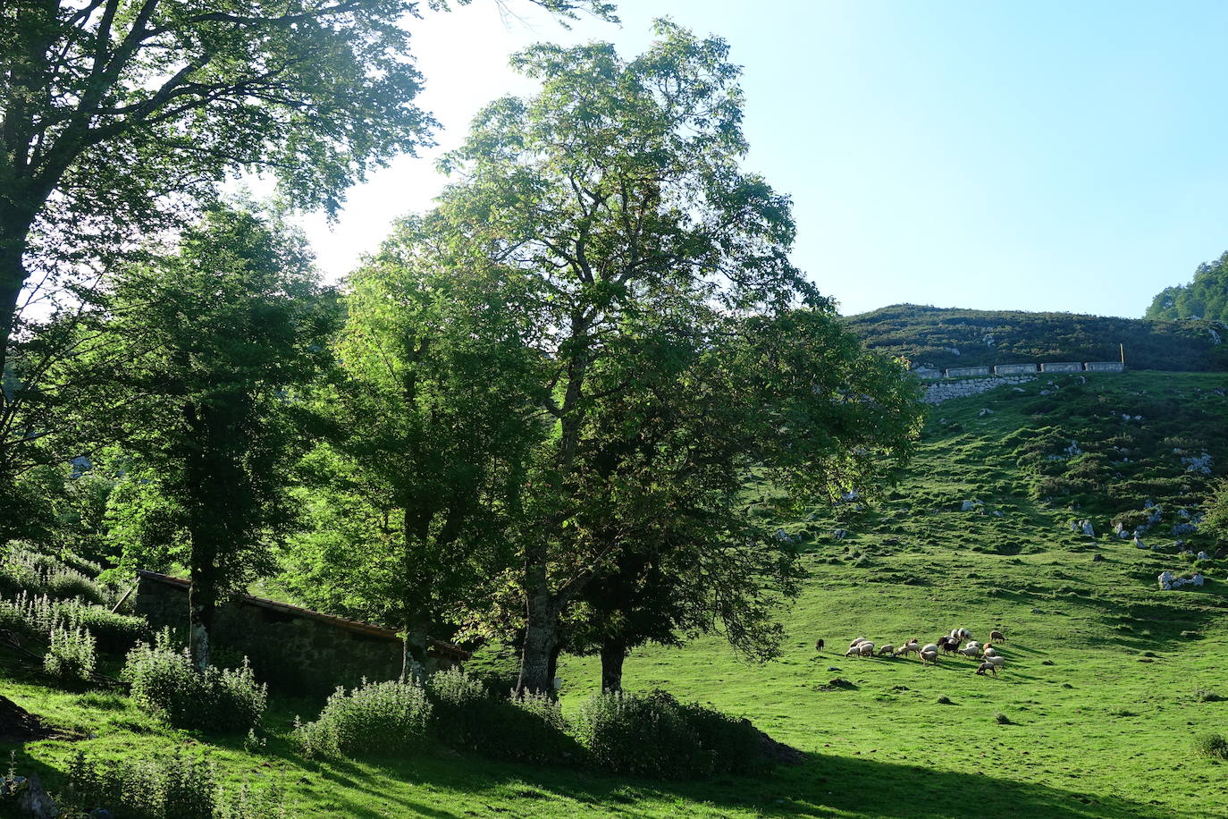 El 1 de junio es la fecha que cada año se toma como referencia en la apertura de pastos para el ganado menor
