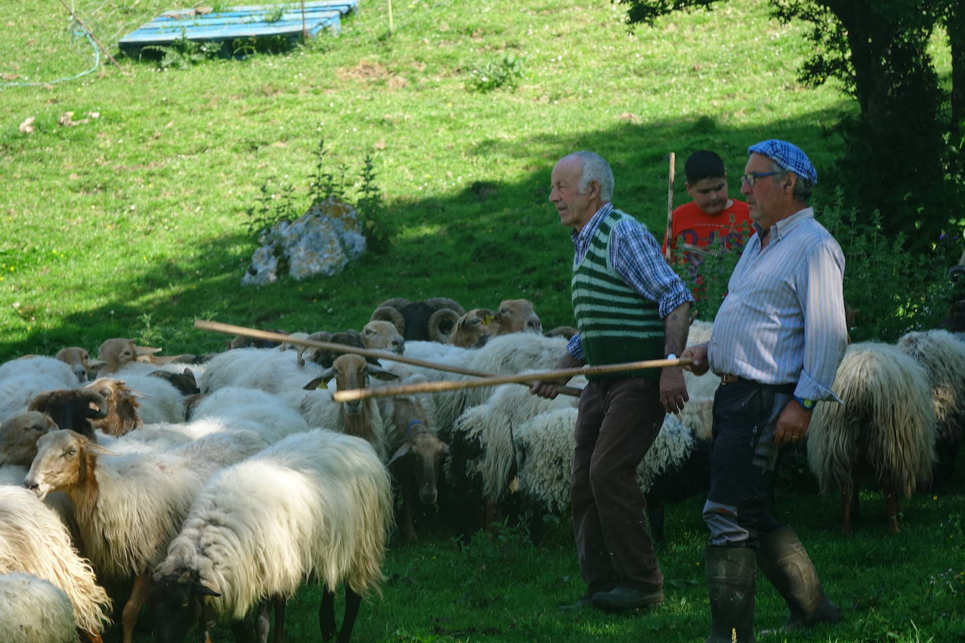 El 1 de junio es la fecha que cada año se toma como referencia en la apertura de pastos para el ganado menor