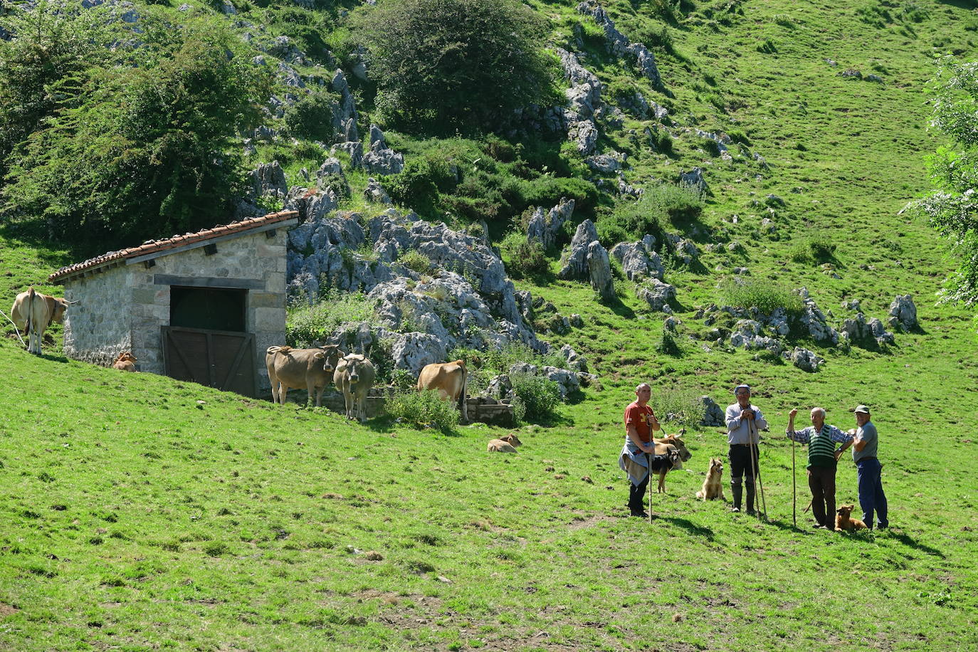 El 1 de junio es la fecha que cada año se toma como referencia en la apertura de pastos para el ganado menor