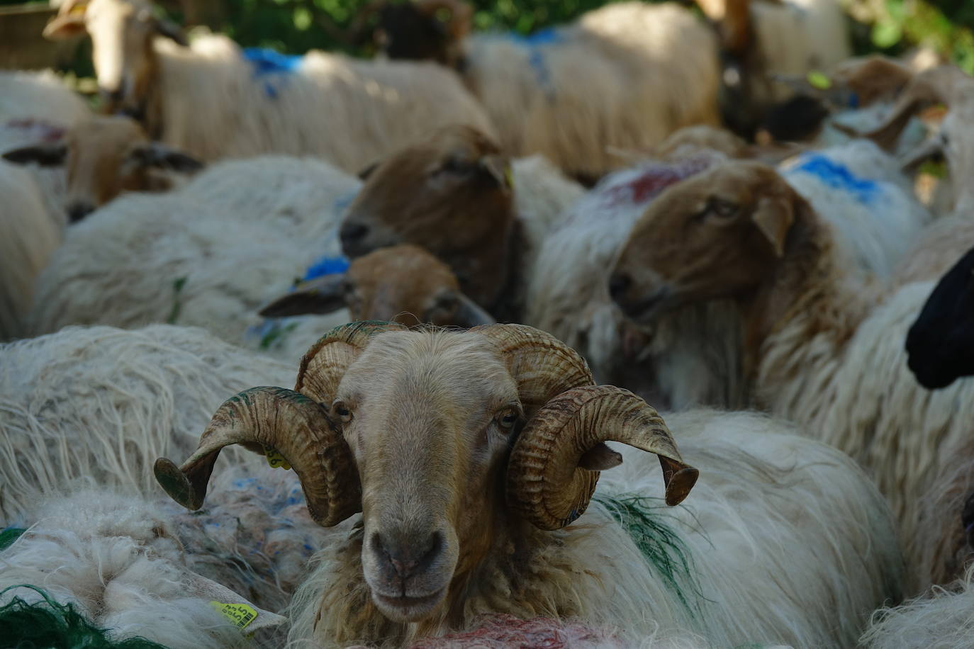 El 1 de junio es la fecha que cada año se toma como referencia en la apertura de pastos para el ganado menor