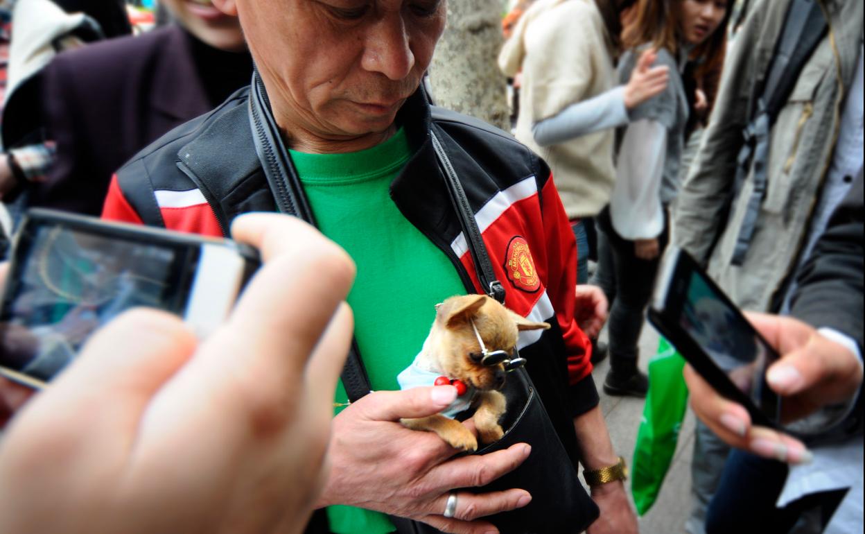 Los perros ya son mascotas en China