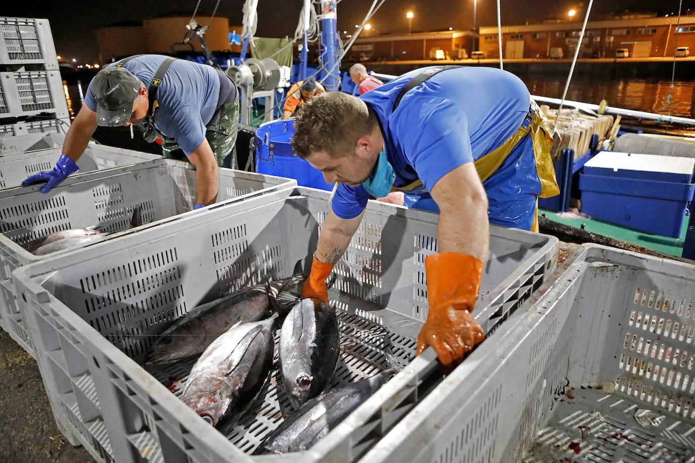 La temporada se estrenó con la venta a 14.03 euros el kilo en la primera tina de bonito grande, 119 kilos que se llevó Pescados El Kiku, de Tazones. El resto, mas de 8.800 kilos, lo compró Alimerka a 12.96 euros. 