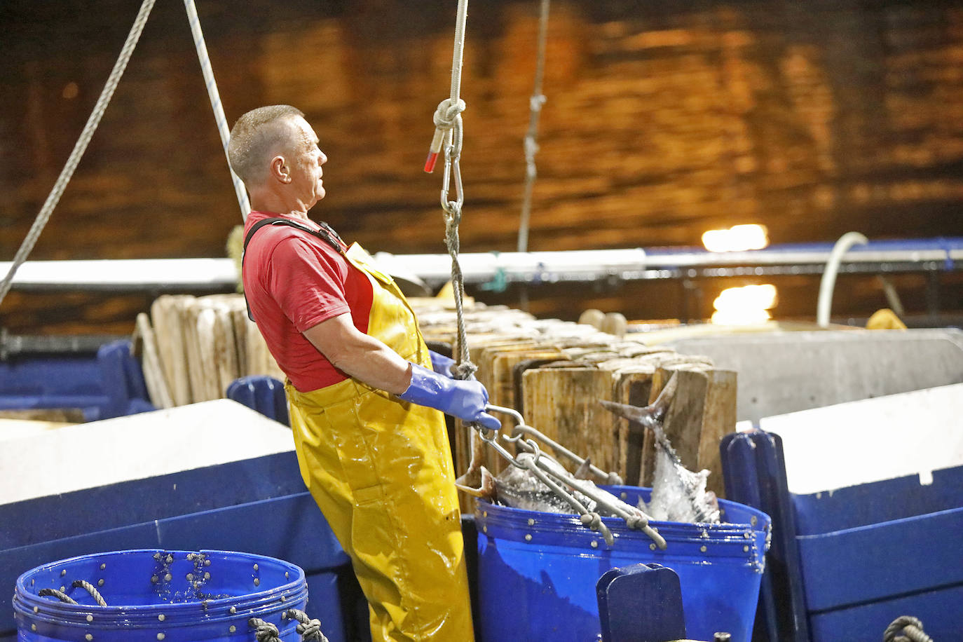 La temporada se estrenó con la venta a 14.03 euros el kilo en la primera tina de bonito grande, 119 kilos que se llevó Pescados El Kiku, de Tazones. El resto, mas de 8.800 kilos, lo compró Alimerka a 12.96 euros. 